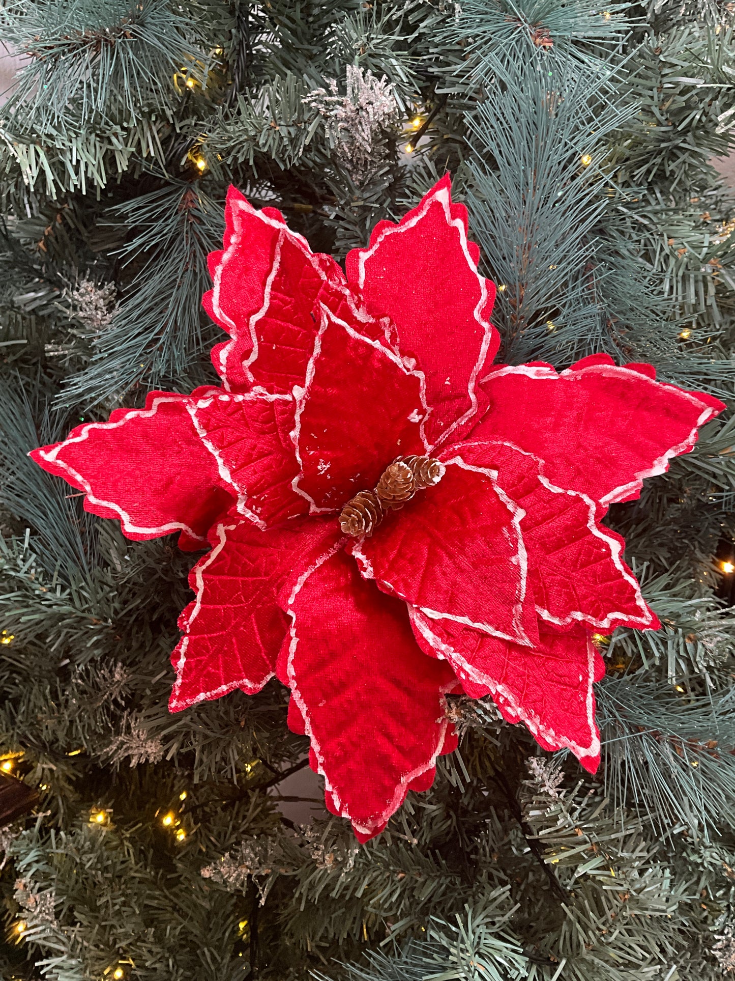Red White Trim Poinsettia