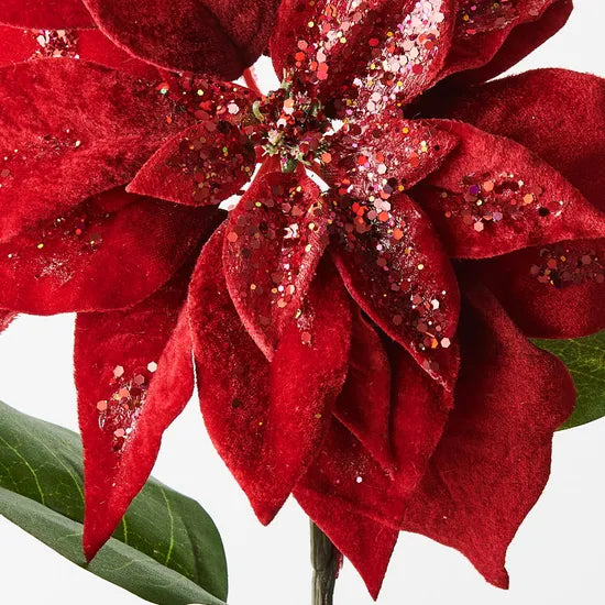 Red Velvet Poinsettia