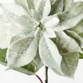 Sage Velvet Poinsettia