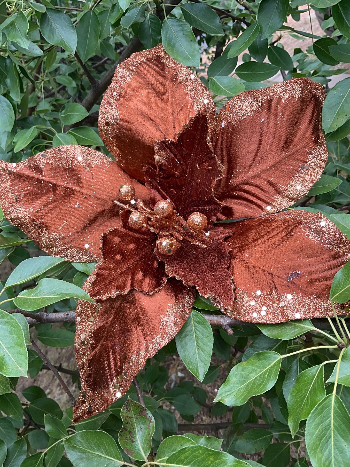 Copper Brown Poinsettia