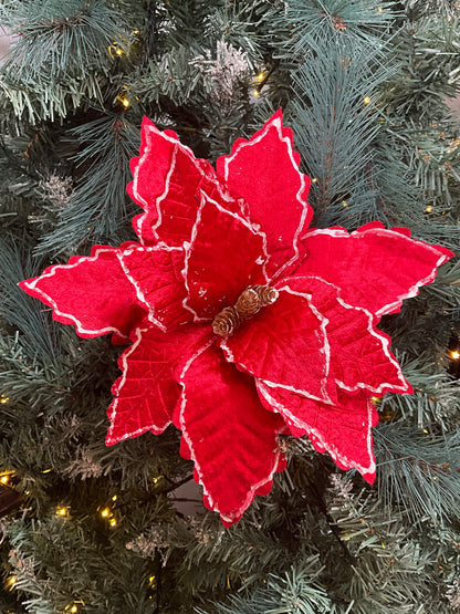 Red White Trim Poinsettia