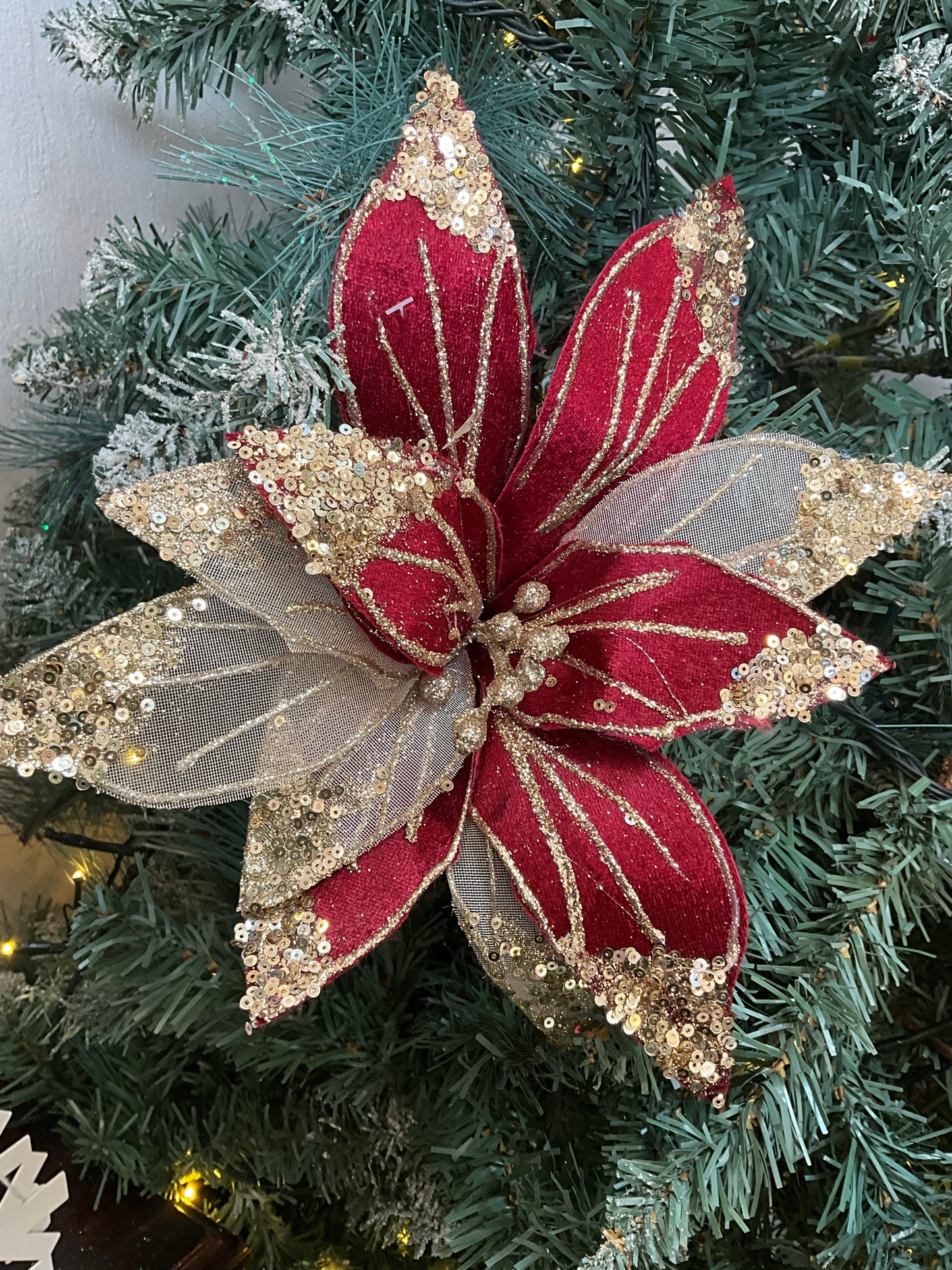 Burgundy Gold Poinsettia