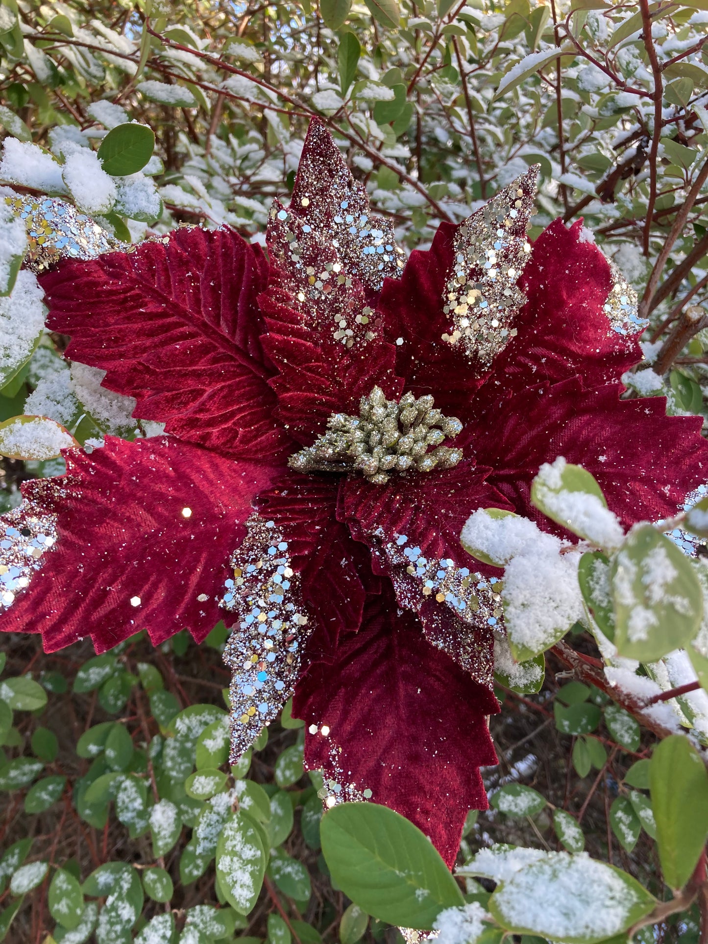 Burgundy Poinsettia