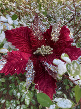 Load image into Gallery viewer, Burgundy Champagne Poinsettia