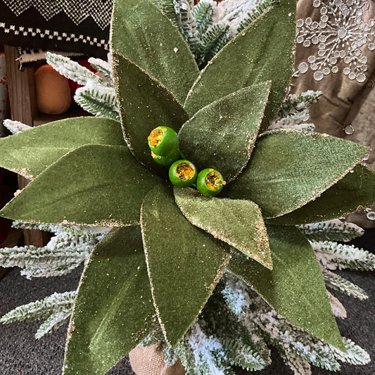 Olive Green Poinsettia