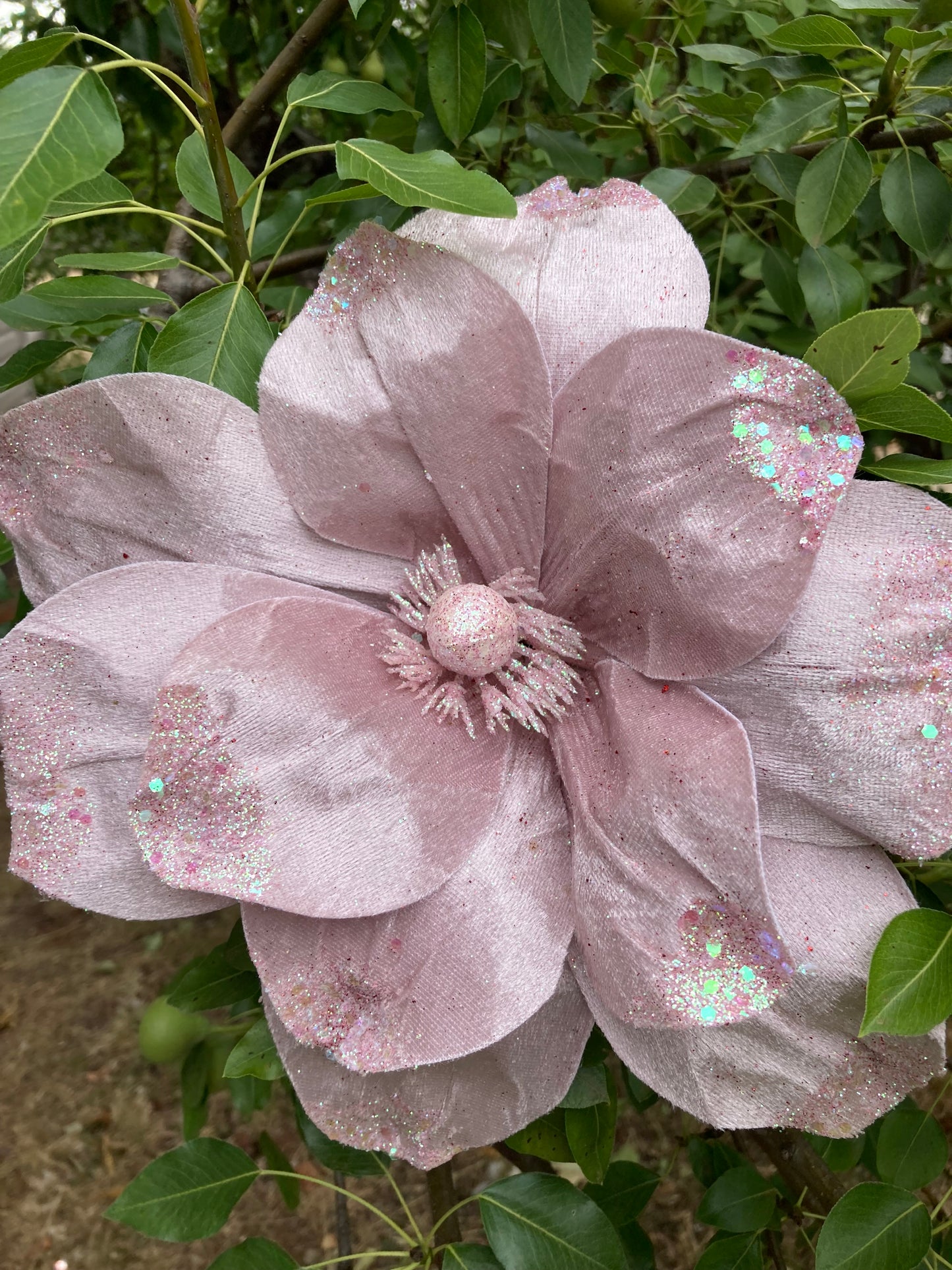 Pale Pink Magnolia