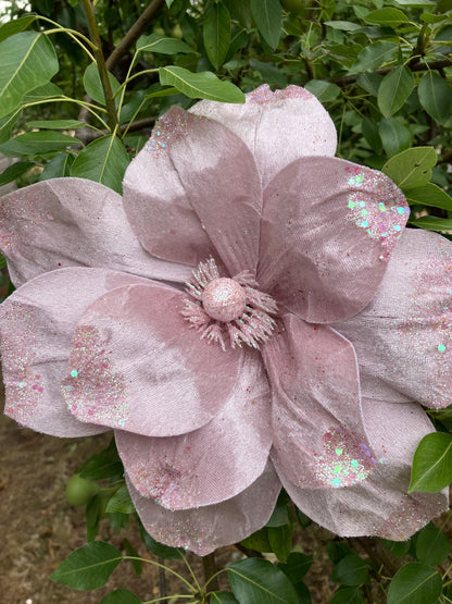 Pale Pink Magnolia