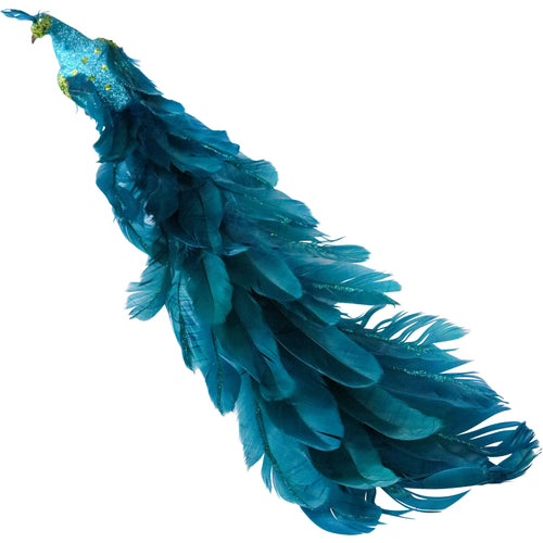 Real Feathered Peacock