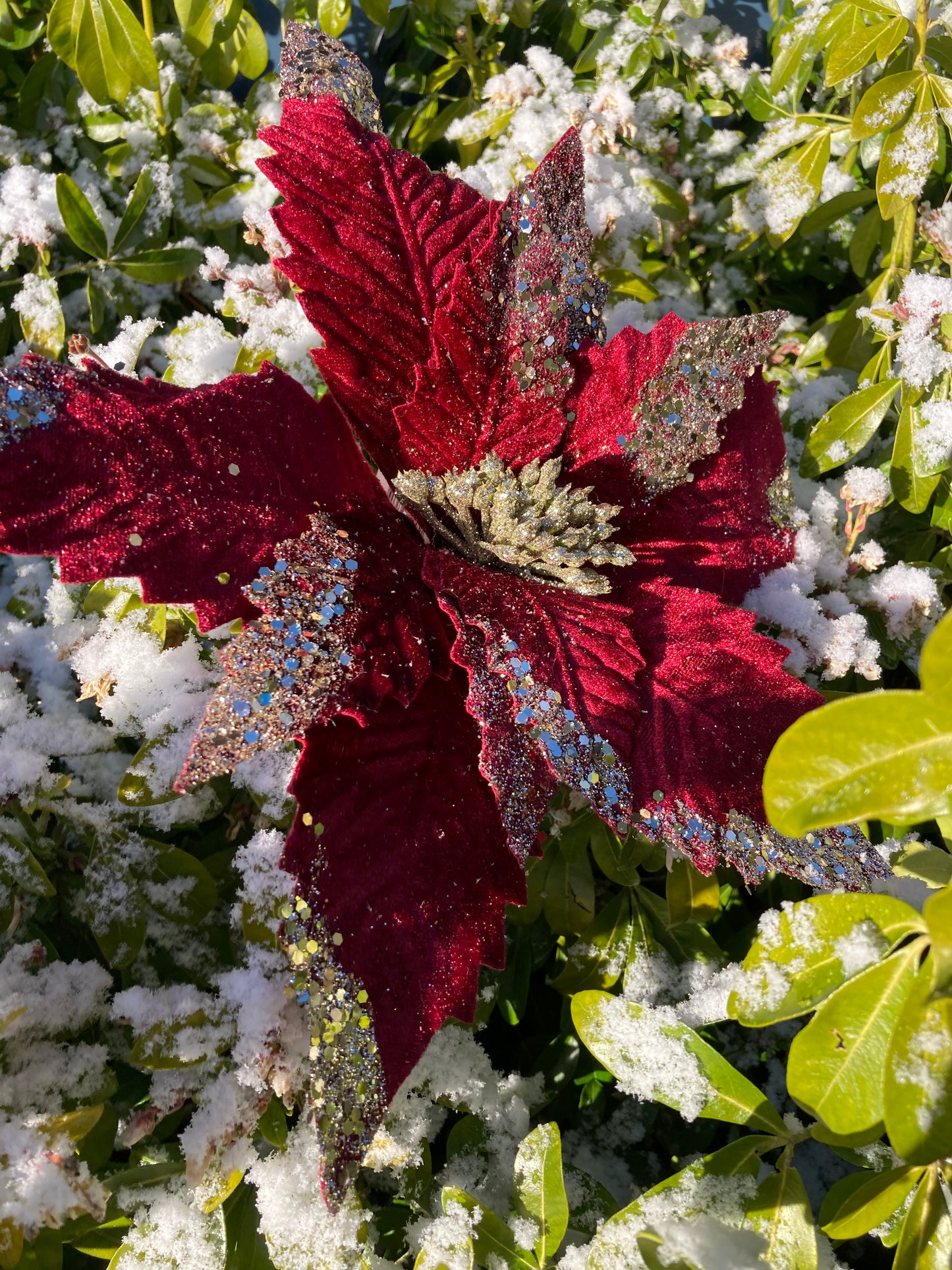 Burgundy Poinsettia