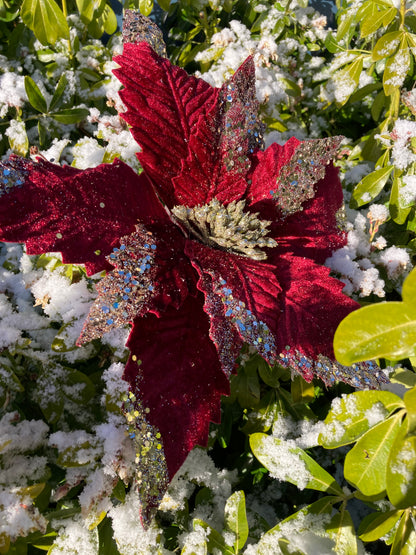 Burgundy Poinsettia