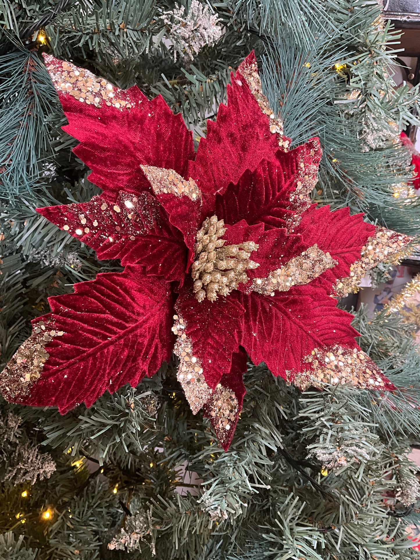 Burgundy Poinsettia