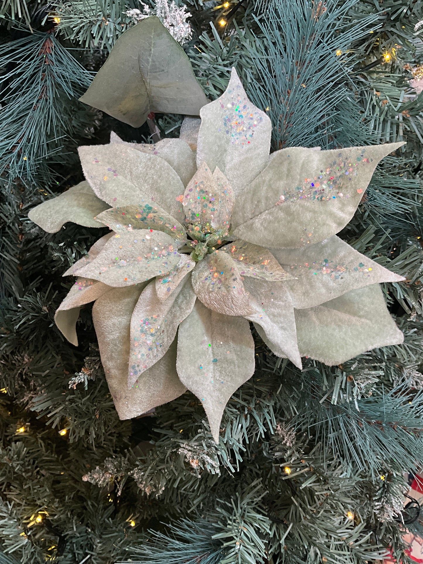 Sage Velvet Poinsettia