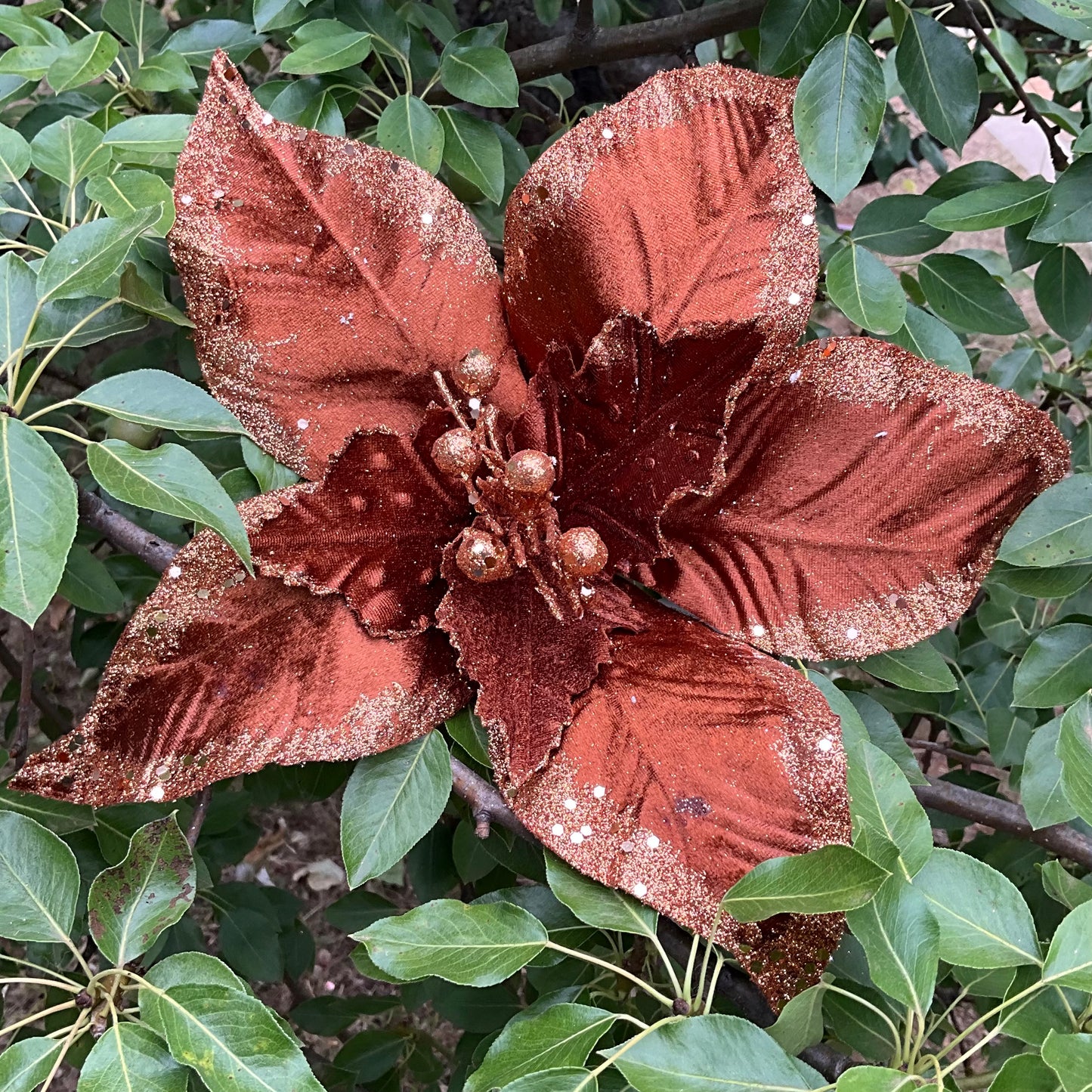 Copper Brown Poinsettia