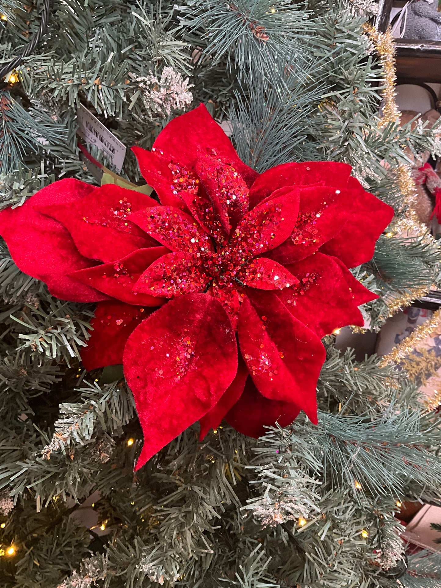 Red Velvet Poinsettia