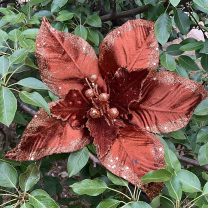 Copper Brown Poinsettia
