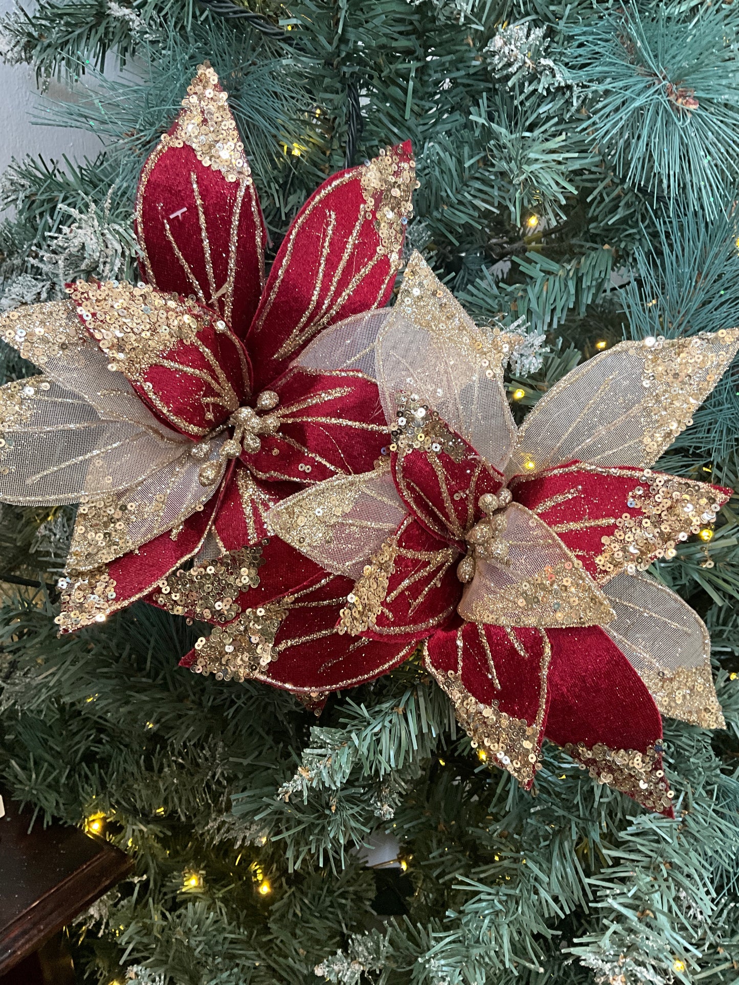 Burgundy Gold Poinsettia