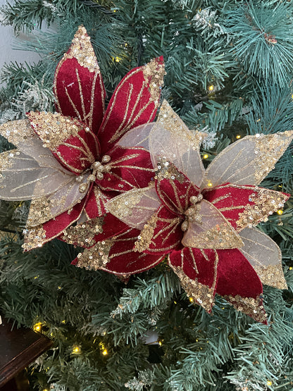Burgundy Gold Poinsettia