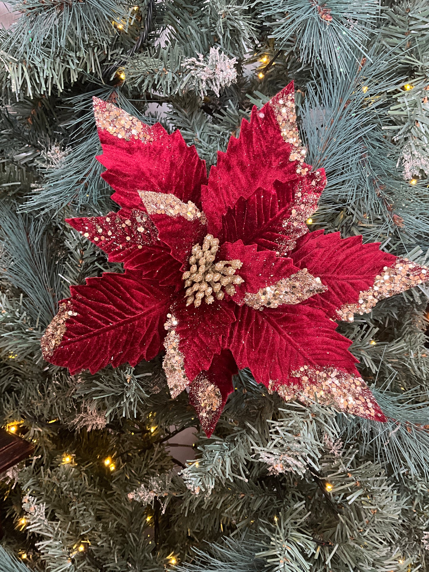 Burgundy Poinsettia