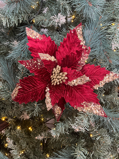 Burgundy Poinsettia