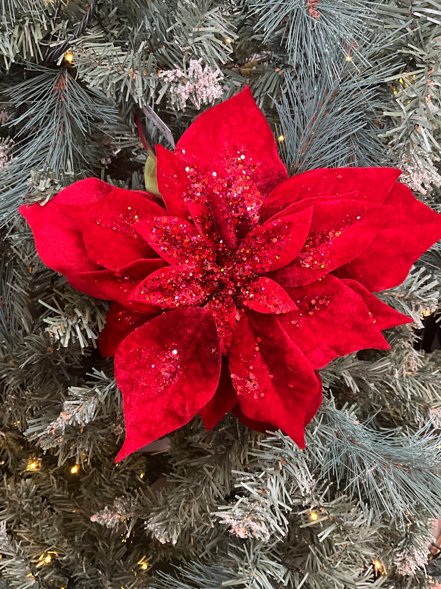Red Velvet Poinsettia