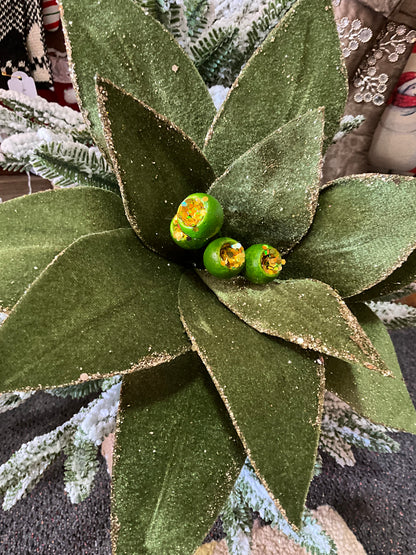 Olive Green Poinsettia