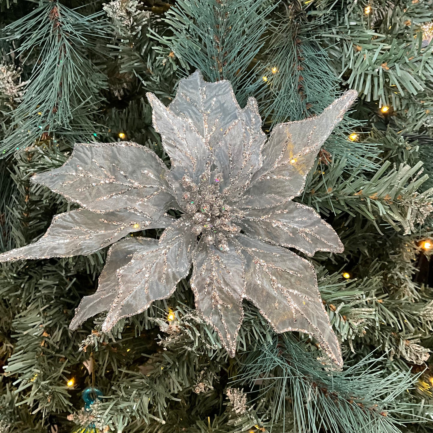 Pale Blue Sheer Poinsettia