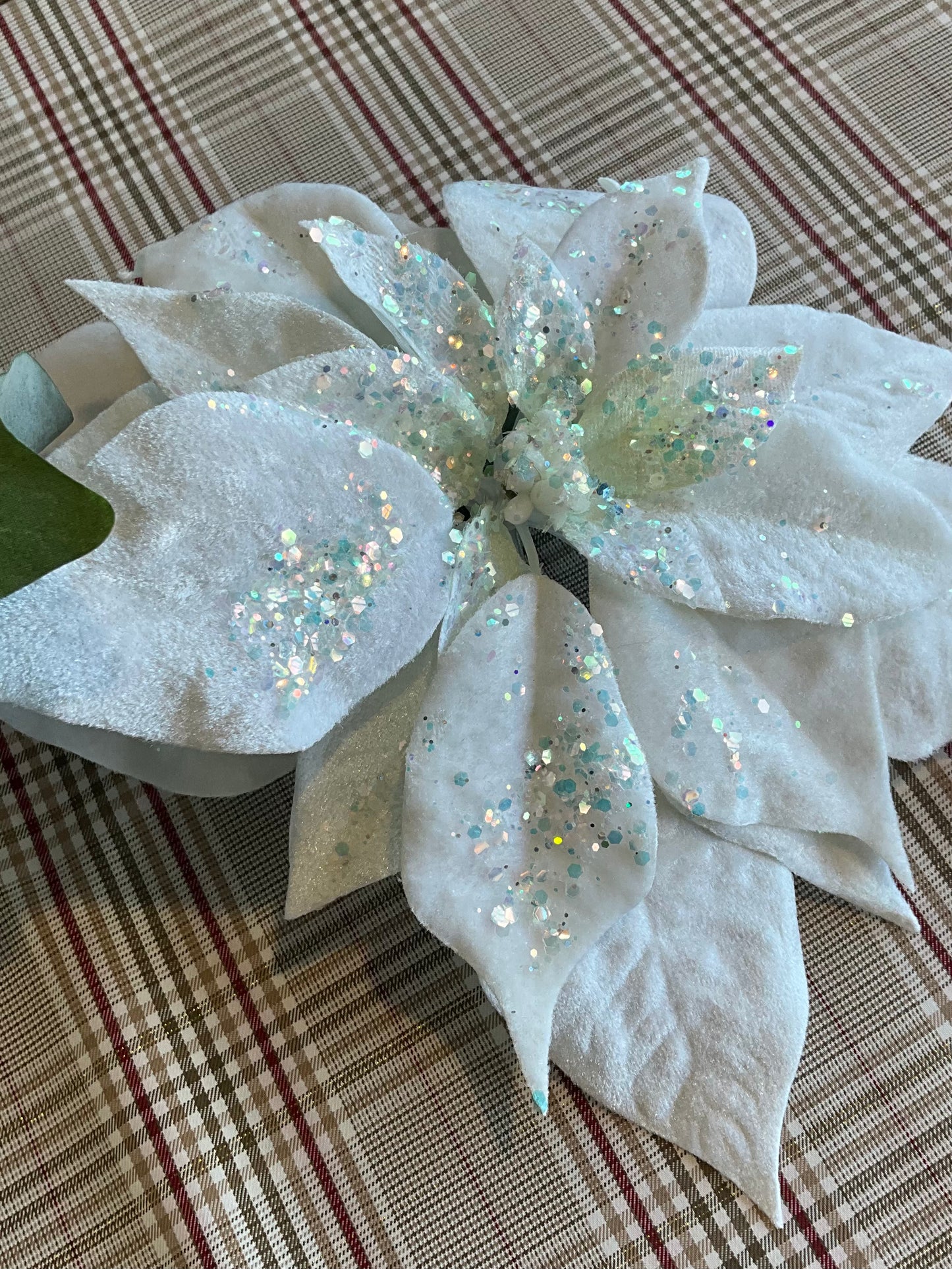 White Velvet Poinsettia