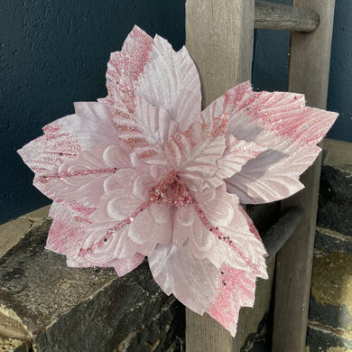 Soft Pink Poinsettia