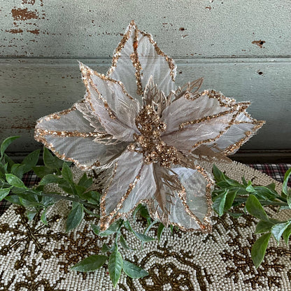 Sheer Gold Poinsettia