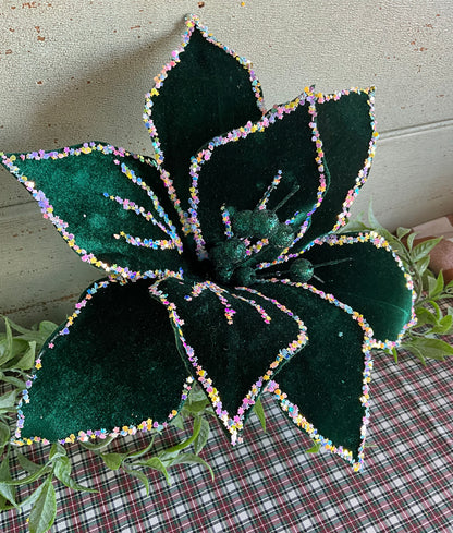 Dark Green Starry Poinsettia