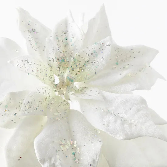 White Velvet Poinsettia