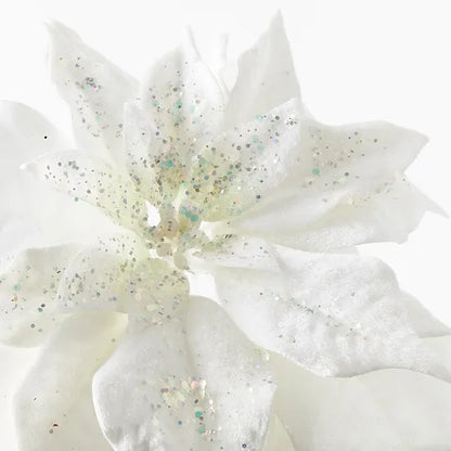 White Velvet Poinsettia