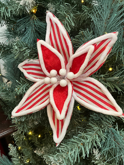 Candy Cane Poinsettia