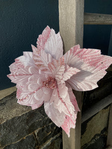 Soft Pink Poinsettia