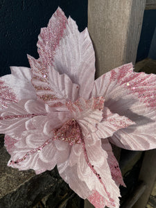 Soft Pink Poinsettia