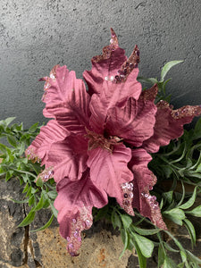 Raspberry Pink Poinsettia