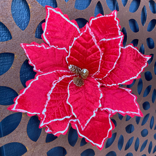 Red White Trim Poinsettia