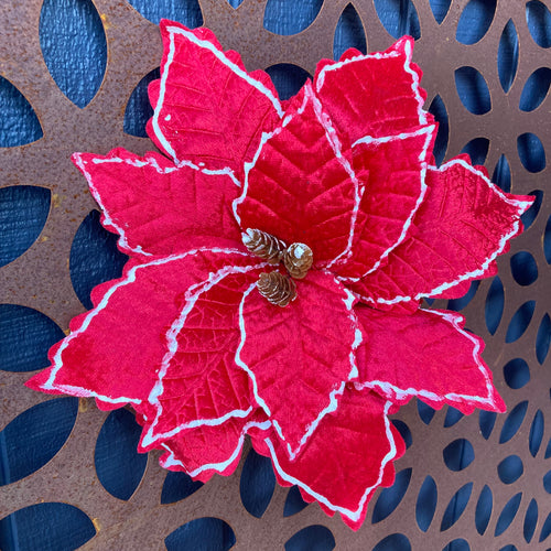 Red White Trim Poinsettia