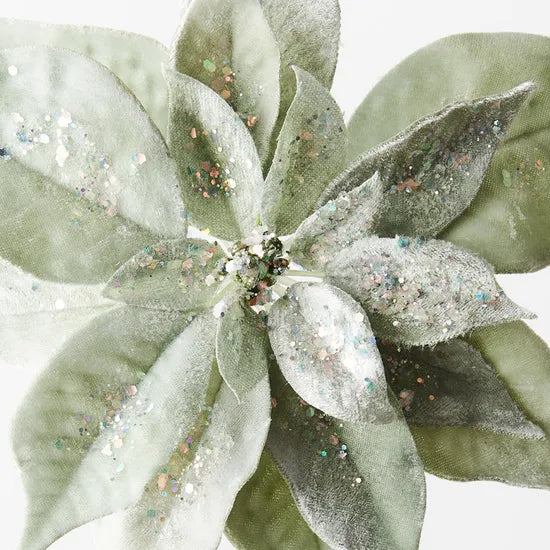 Sage Velvet Poinsettia