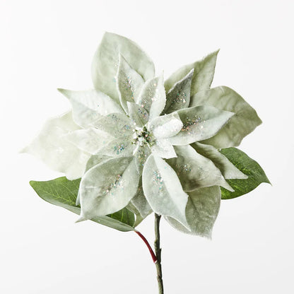 Sage Velvet Poinsettia