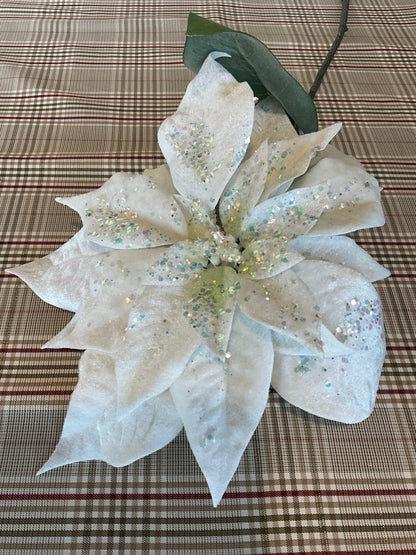 White Velvet Poinsettia