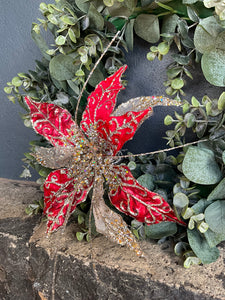 Red Champagne Poinsettia