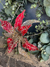 Load image into Gallery viewer, Red Champagne Poinsettia