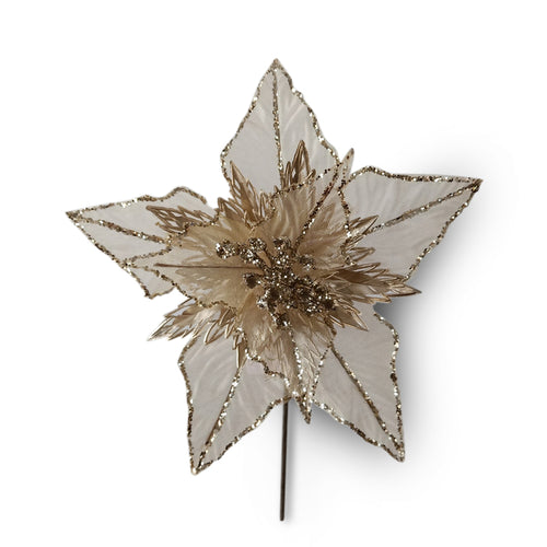 Sheer Gold Poinsettia