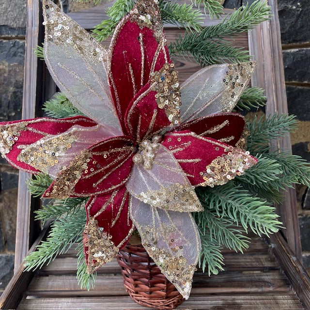 Burgundy Gold Poinsettia