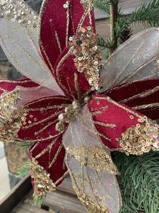 Burgundy Gold Poinsettia