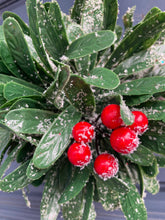 Load image into Gallery viewer, Frosted Hanging Berry Ball